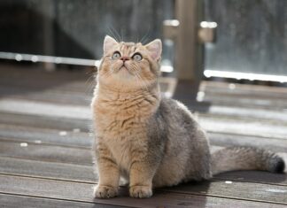 Ile litrów ma bak Mazda 3?