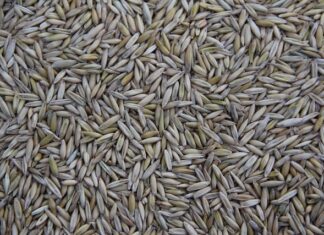 Gdzie jest produkowana mazda cx 30?