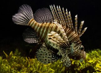 Który czołg lepszy Abrams czy K2?